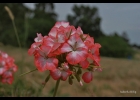 <i>Pelargonium x hortorum</i>  [Geraniaceae]