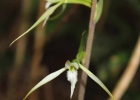 <i>Eltroplectris calcarata</i>  [orquidacea]