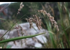 <i>Chascolytrum latifolium</i> Essi, Longhi-Wagner & Souza-Chies [Poaceae]