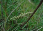 <i>Chascolytrum rufum</i> J. Presl [Poaceae]
