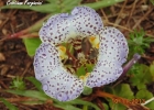 <i>Kelissa brasiliensis</i> (Baker) Ravenna [Iridaceae]