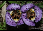 <i>Kelissa brasiliensis</i> (Baker) Ravenna [Iridaceae]