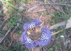 <i>Kelissa brasiliensis</i> (Baker) Ravenna [Iridaceae]