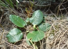 <i>Dorstenia brasiliensis</i> Lam. [Moraceae]