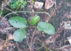 <i>Dorstenia brasiliensis</i> Lam. [Moraceae]