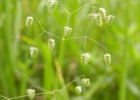 <i>Briza minor</i> L. [Poaceae]