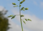 <i>Poa annua</i> L. [Poaceae]