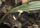 <i>Dictyostega orobanchoides</i> (Hook.) Miers [Burmanniaceae]