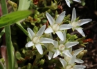 <i>Anagallis filiformis </i> Cham. & Schltdl. [Primulaceae]