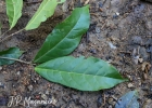 <i>Sloanea garckeana </i> K. Schum. [Elaeocarpaceae]