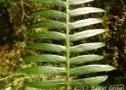 <i>Lomaridium plumieri</i> (Desv.) C. Presl [Blechnaceae]