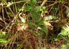 <i>Lomaridium plumieri</i> (Desv.) C. Presl [Blechnaceae]