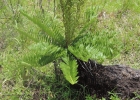 <i>Lomariocycas schomburgkii</i> (Klotzsch) Gasper & A.R. Sm. [Blechnaceae]