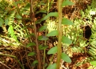 <i>Lomariocycas schomburgkii</i> (Klotzsch) Gasper & A.R. Sm. [Blechnaceae]