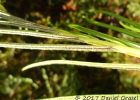 <i>Lomariocycas schomburgkii</i> (Klotzsch) Gasper & A.R. Sm. [Blechnaceae]
