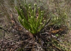 <i>Lomariocycas schomburgkii</i> (Klotzsch) Gasper & A.R. Sm. [Blechnaceae]