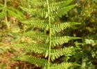 <i>Amauropelta opposita</i> (Vahl) Pic. Serm. [Thelypteridaceae]
