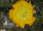 <i>Opuntia megapotamica</i> Arechav. [Cactaceae]