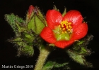<i>Monteiroa rubra</i> Grings [Malvaceae]