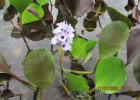 <i>Eichhornia azurea</i> (Sw.) Kunth [Pontederiaceae]