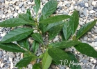 <i>Tetrorchidium rubrivenium</i> Poepp. & Endl. [Euphorbiaceae]
