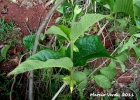 <i>Prestonia calycina</i> Müll.Arg. [Apocynaceae]