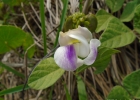 <i>Leptospron adenanthum</i> (G. Mey.) A. Delgado [Fabaceae]