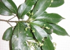 <i>Nectandra megapotamica</i> (Spreng.) Mez [Lauraceae]