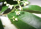 <i>Nectandra megapotamica</i> (Spreng.) Mez [Lauraceae]