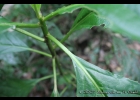 <i>Tetrorchidium rubrivenium</i> Poepp. & Endl. [Euphorbiaceae]