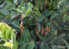 <i>Cynophalla flexuosa</i> (L.) J.Presl [Capparaceae]