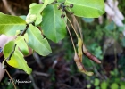 <i>Cynophalla flexuosa</i> (L.) J.Presl [Capparaceae]