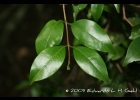<i>Eugenia subterminalis</i> DC. [Myrtaceae]