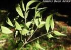 <i>Eugenia subterminalis</i> DC. [Myrtaceae]