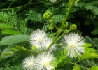 <i>Mimosa catharinensis</i> Burkart [Fabaceae]
