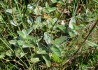 <i>Tibouchina clavata</i> (Pers.) Wurdack [Melastomataceae]