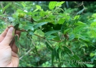 <i>Pleroma pilosum</i> (Cogn.) P.J.F.Guim. & Michelang. [Melastomataceae]