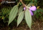 <i>Pleroma pilosum</i> (Cogn.) P.J.F.Guim. & Michelang. [Melastomataceae]