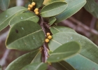 <i>Erythroxylum umbu</i> Costa-Lima [Erythroxylaceae]