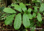 <i>Cupania oblongifolia</i> Mart. [Sapindaceae]