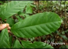 <i>Cupania oblongifolia</i> Mart. [Sapindaceae]