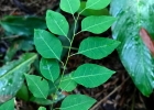 <i>Maprounea guianensis</i> Aubl. [Euphorbiaceae]