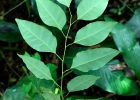 <i>Maprounea guianensis</i> Aubl. [Euphorbiaceae]