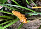 <i>Monstera praetermissa</i> E.G.Gonc. & Temponi [Araceae]