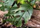 <i>Monstera praetermissa</i> E.G.Gonc. & Temponi [Araceae]