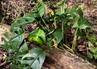 <i>Monstera praetermissa</i> E.G.Gonc. & Temponi [Araceae]