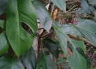 <i>Monstera praetermissa</i> E.G.Gonc. & Temponi [Araceae]