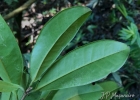 <i>Eugenia mosenii</i> (Kausel) Sobral [Myrtaceae]