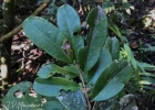 <i>Eugenia mosenii</i> (Kausel) Sobral [Myrtaceae]