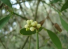 <i>Phoradendron ensifolium</i> (Pohl ex DC.) Eichler [Santalaceae]